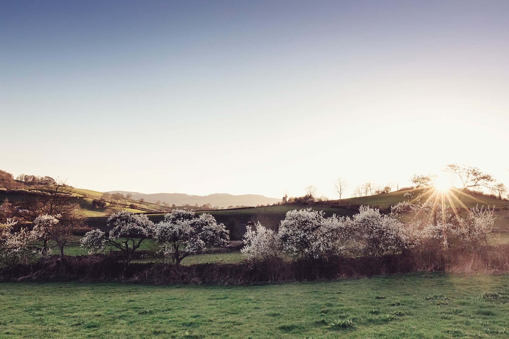 DamsonDayFair's profile banner image