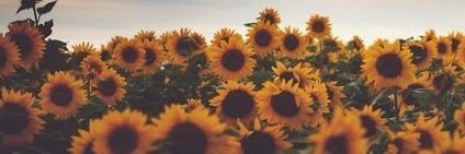 DeboraNoe_'s profile banner image
