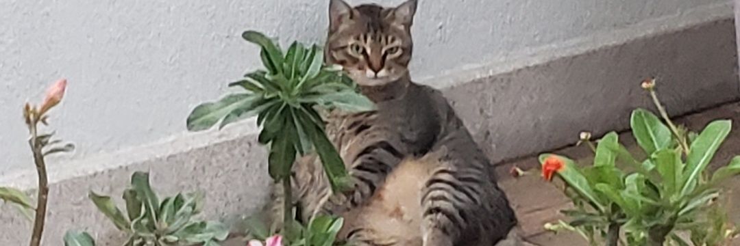 jansenxd's profile banner image
