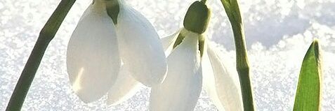 Krdlnesra's profile banner image