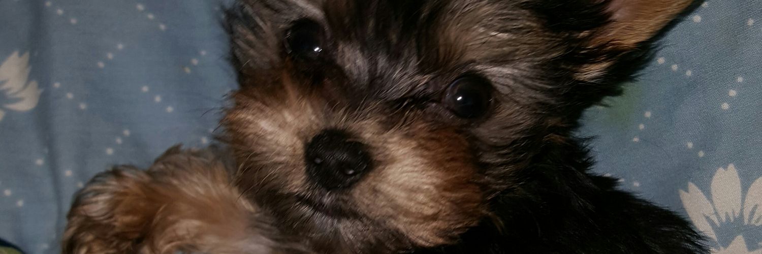 shancates1's profile banner image