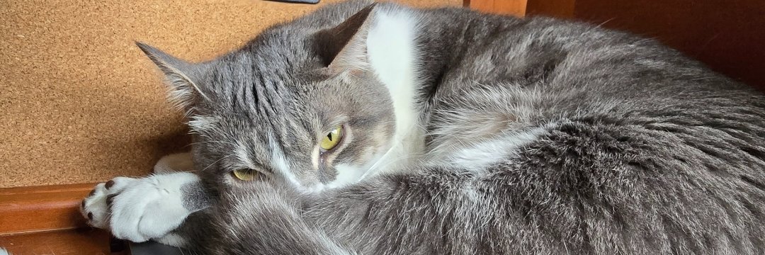 Pawpy_'s profile banner image