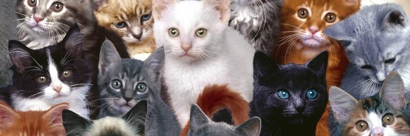 rumuzturkan's profile banner image