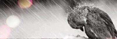 Catherine Jacks banner