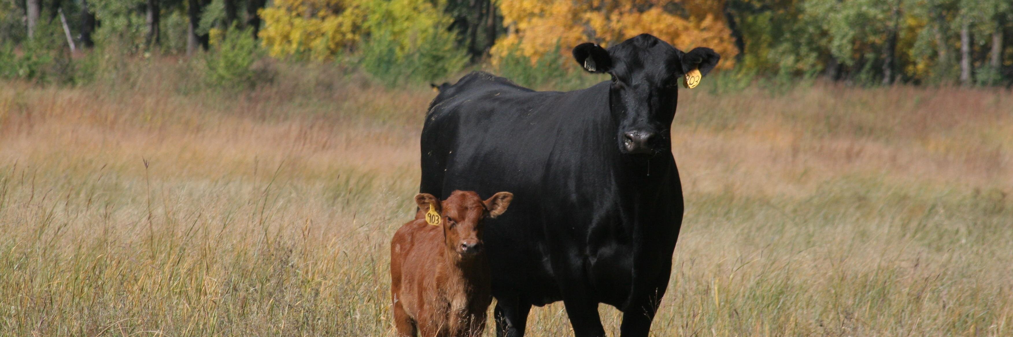 MICattlemen's profile banner image