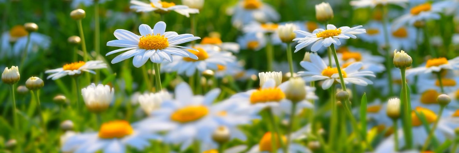 _Amandz_'s profile banner image