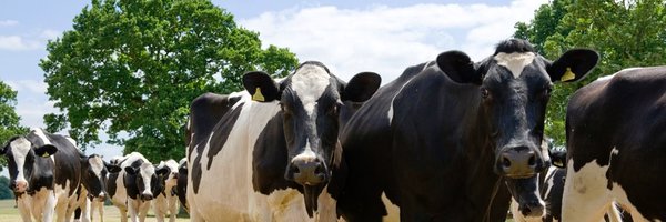 BathSoftCheese Profile Banner