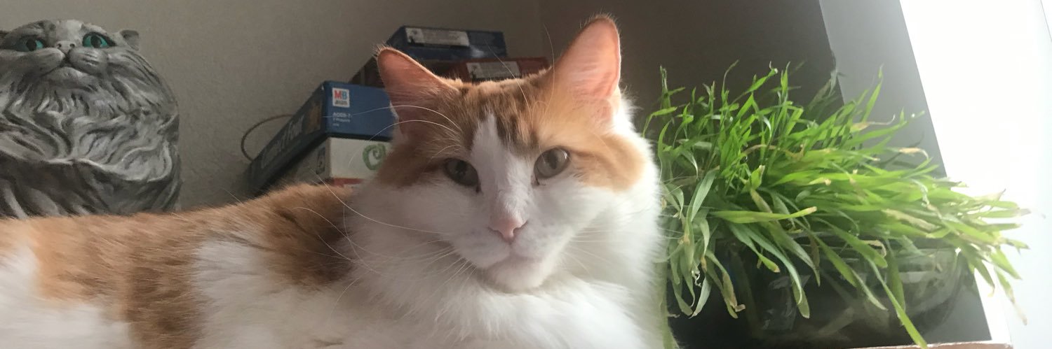 TheWizeWizard's profile banner image
