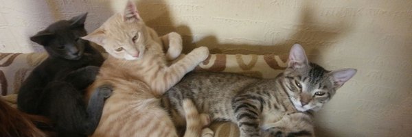 RhondaTheCat Profile Banner