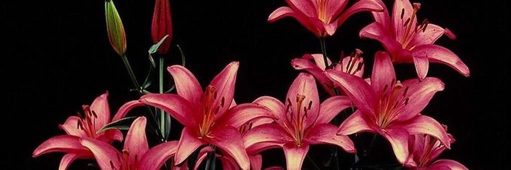 shaallaa_'s profile banner image