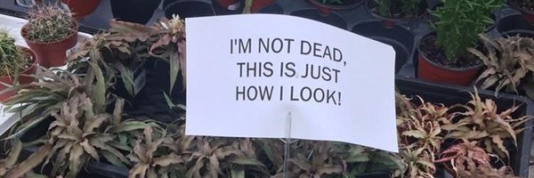 peachigx Profile Banner