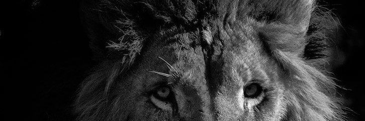 OMcwealthy's profile banner image