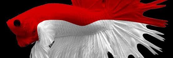 bennyardogerson's profile banner image