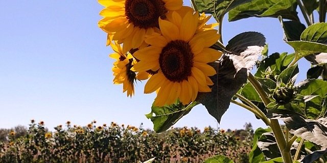 KromAmanda's profile banner image
