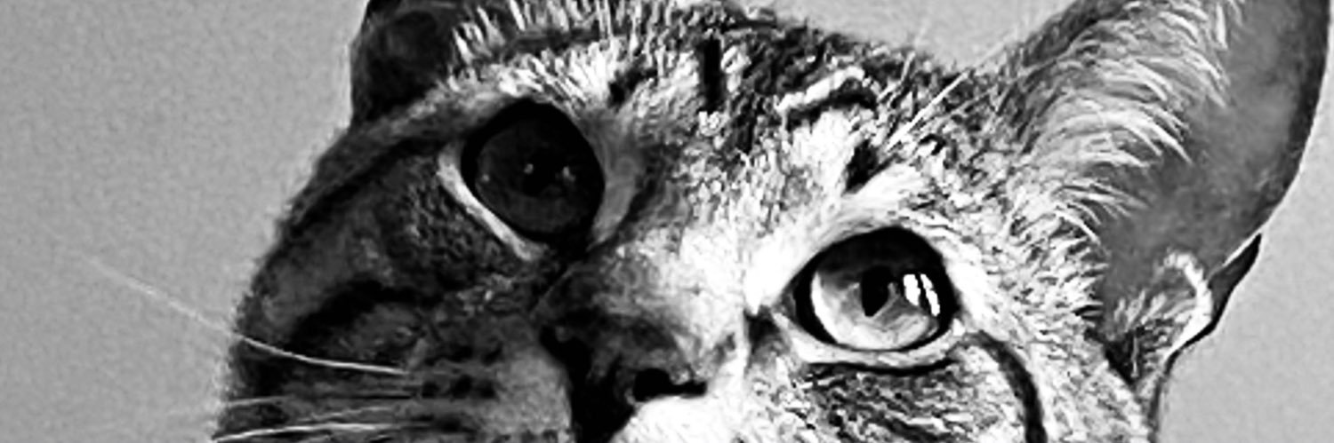 AMCadilha's profile banner image