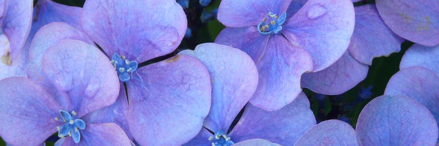 Sheilapom's profile banner image