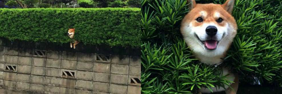 carmeldea's profile banner image