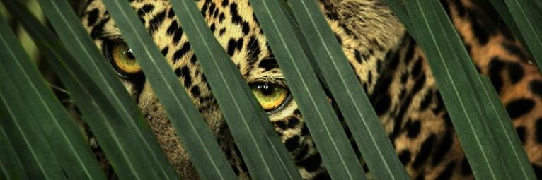 Decmannix's profile banner image