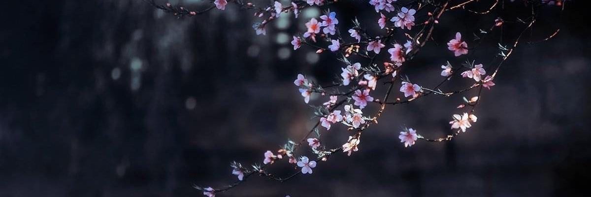 jessical6719's profile banner image
