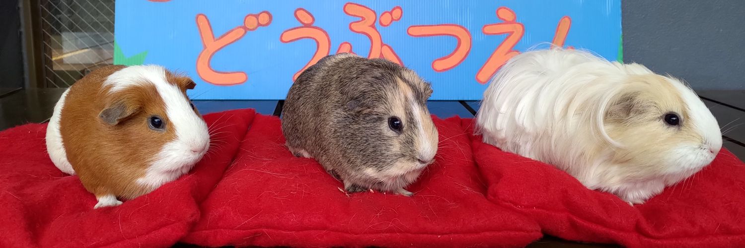 koji3usagi3's profile banner image