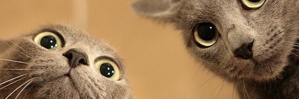 iDeclareCats's profile banner image