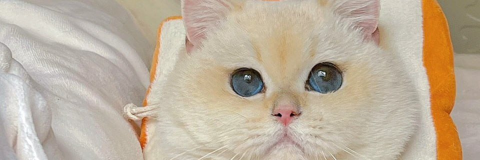 Alice_11115's profile banner image