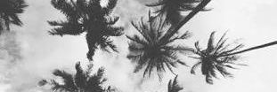 TiGster1906's profile banner image