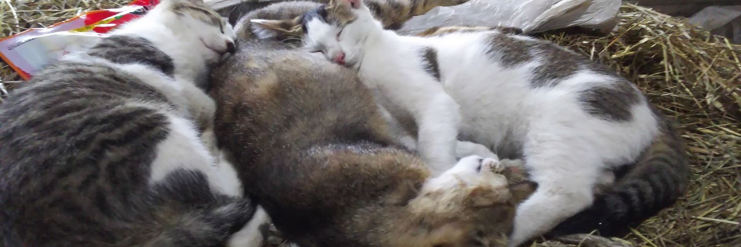 ROM専の熊人形@牛検員7年目 banner