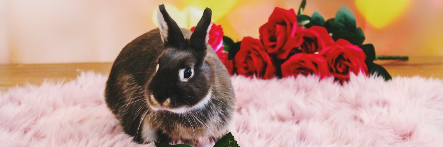 saffy🐰 banner