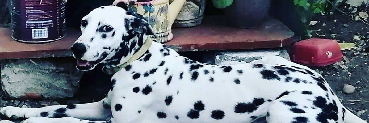 eddprado's profile banner image