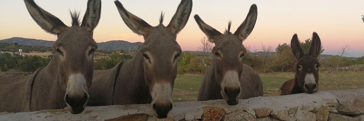 🐭 Ratamahatta 🐭 banner