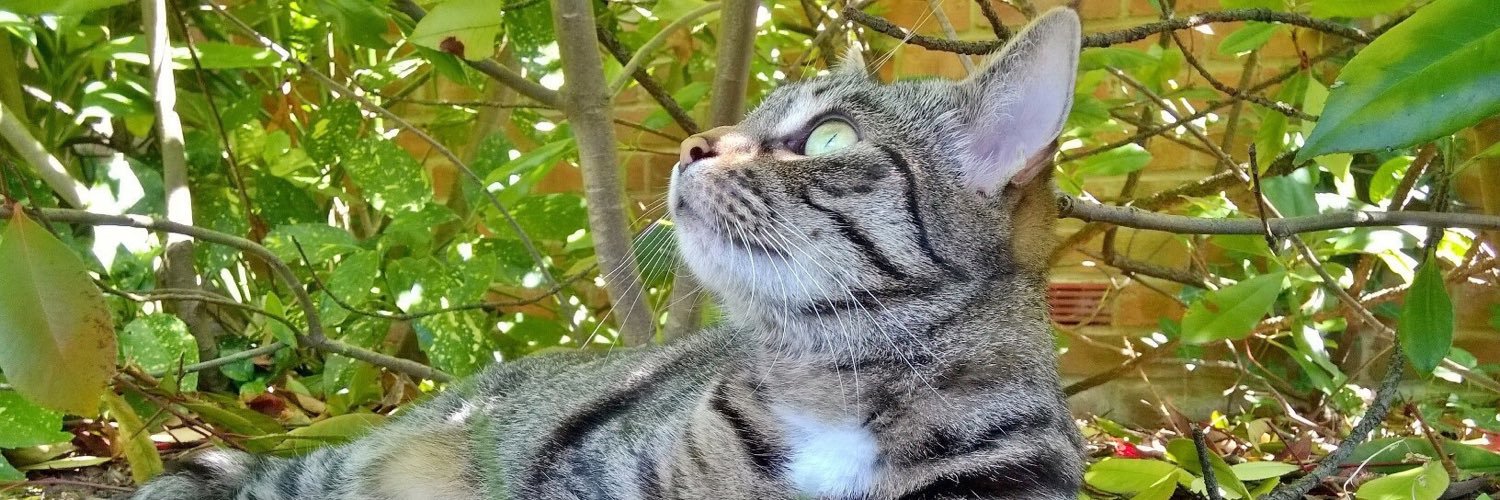 MollyCat7's profile banner image