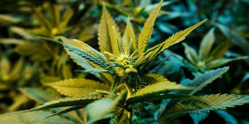 CannaStocks's profile banner image