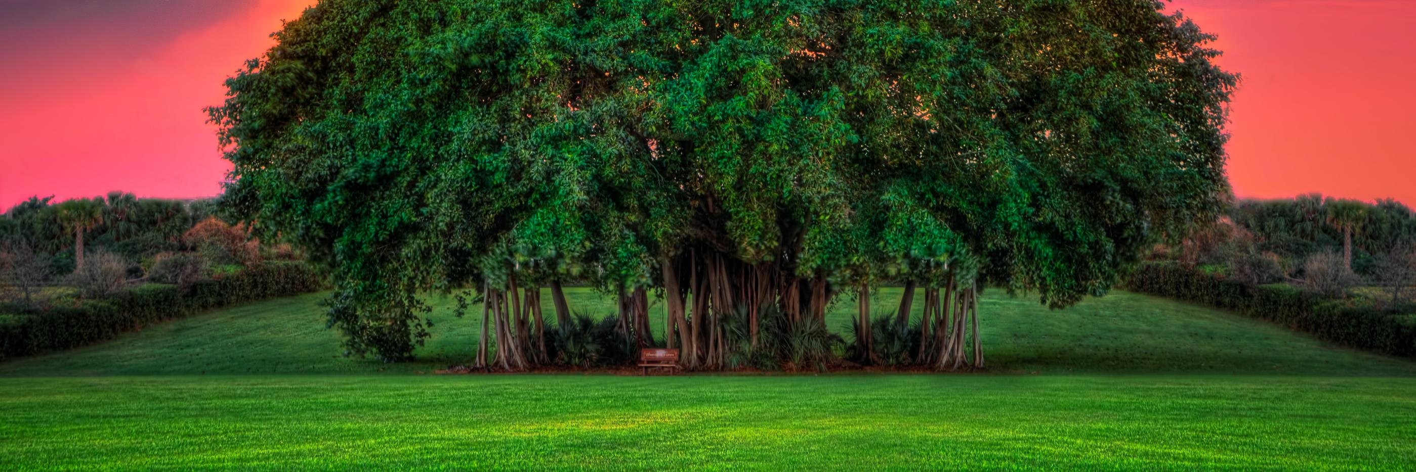 BanyanTreeStrat's profile banner image