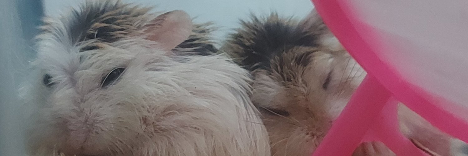 KuroHanz's profile banner image