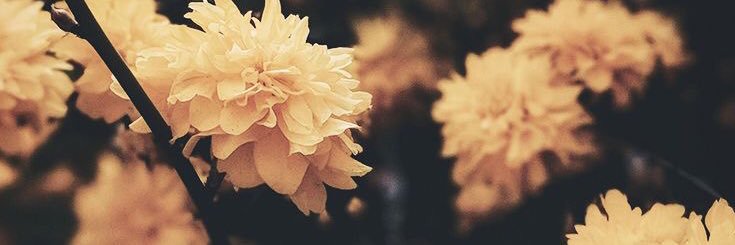 K_DelVecchio's profile banner image