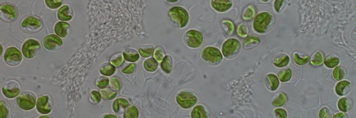 BiodiversityUDE's profile banner image