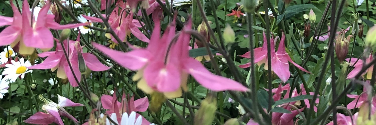 AllisonJambor's profile banner image