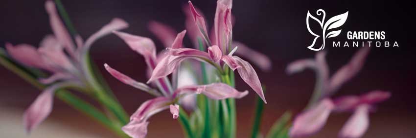 GardensMB's profile banner image