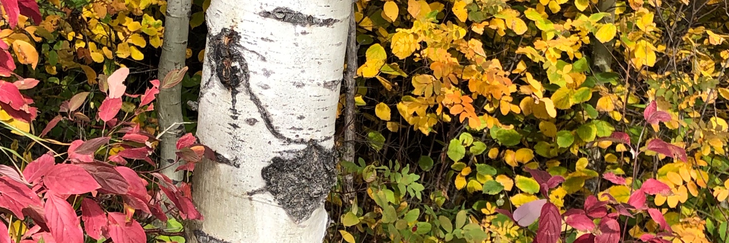 LoisFGordon's profile banner image