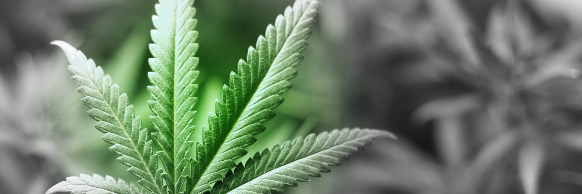 MarijuanaOrl's profile banner image