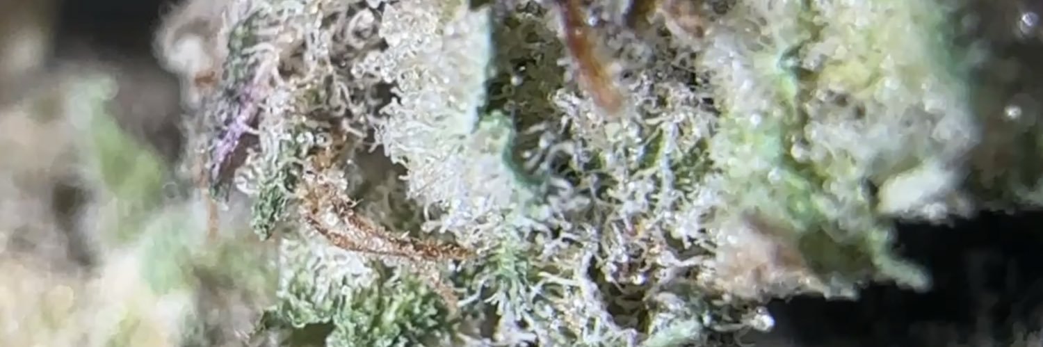plugwok's profile banner image