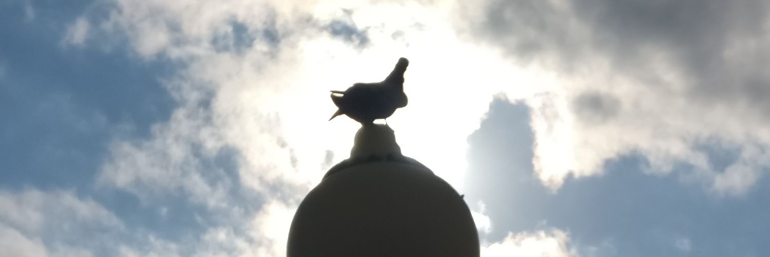 FliteBird17's profile banner image