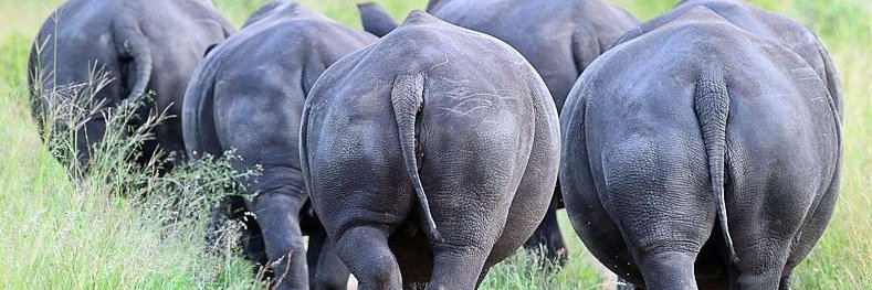 Fighting4Rhinos's profile banner image