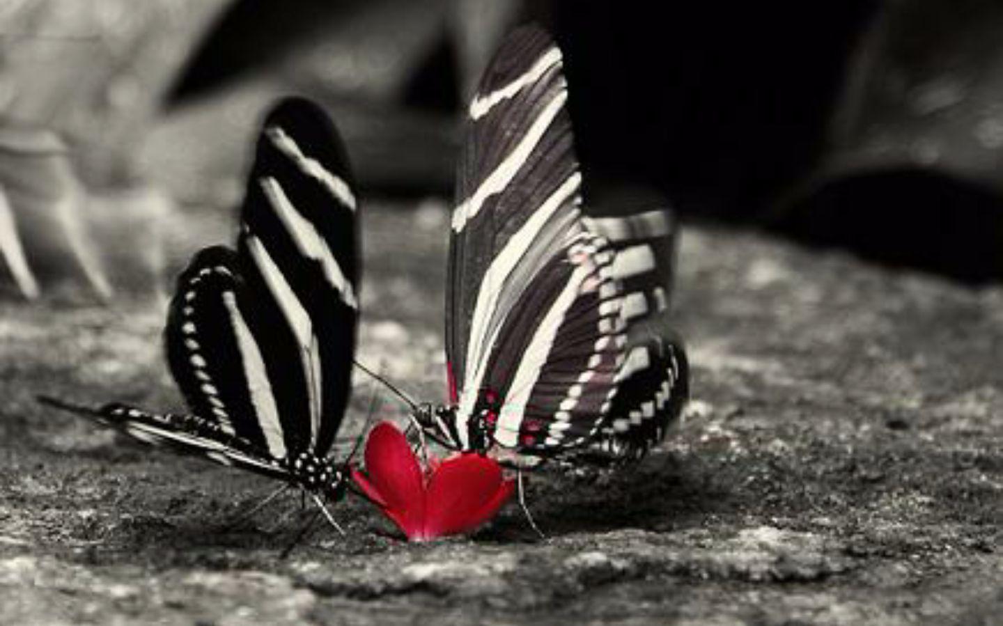 Sudani 🇸🇩🌹🍉✊🏽 banner