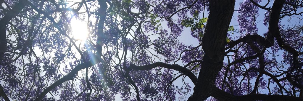 alexiafedz's profile banner image