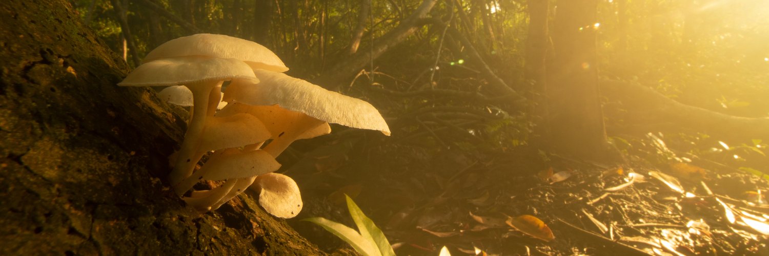 MycoTechnology banner