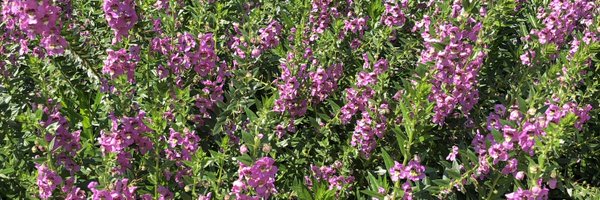 stephA_phd Profile Banner