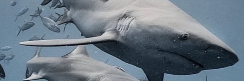 ochefedochefe's profile banner image