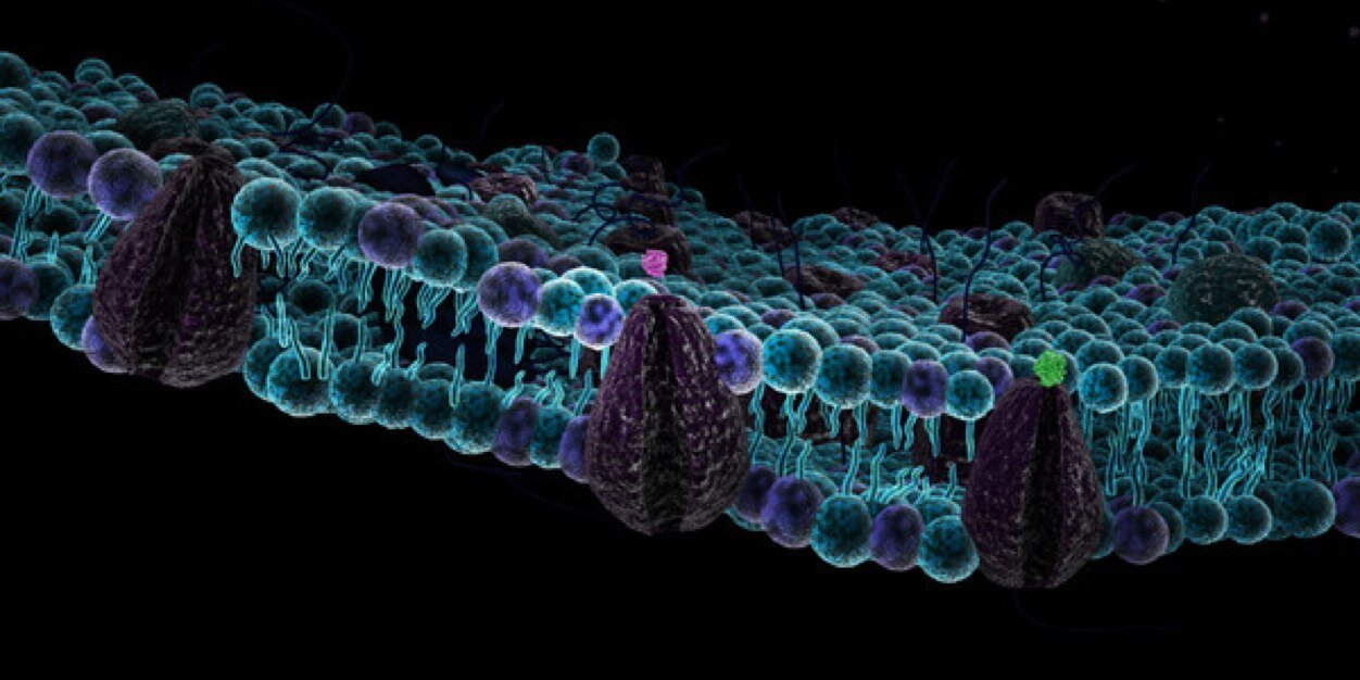 CellMembrane6's profile banner image